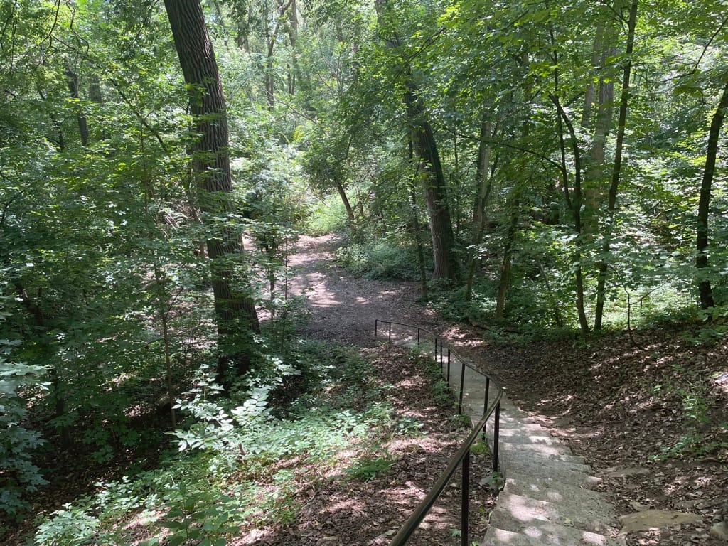 🌳 What are those brush piles by the river?