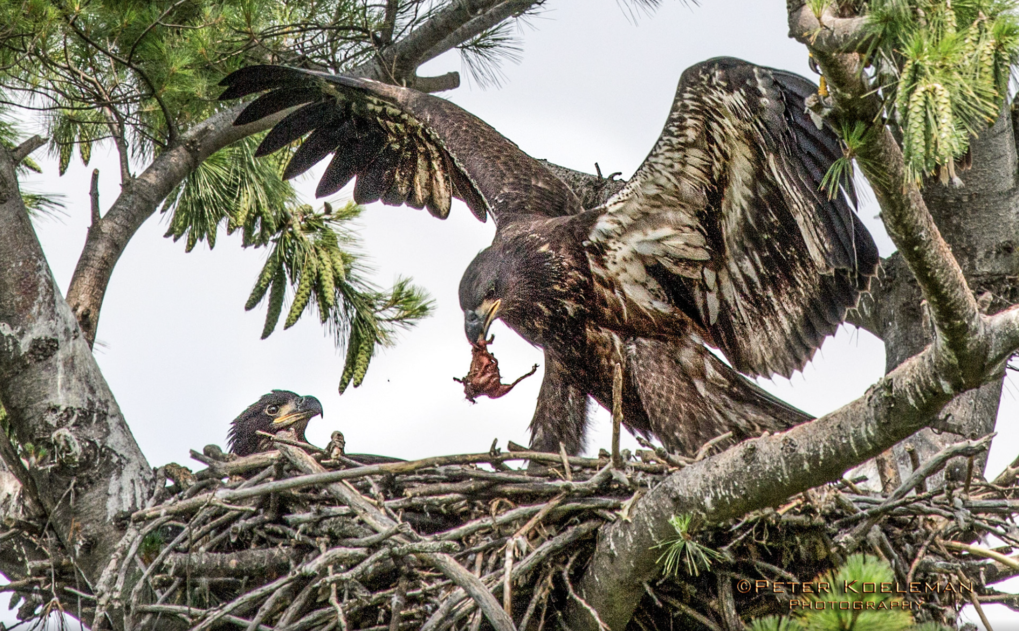🦅 We’ve got an eaglet in the Dorman nest