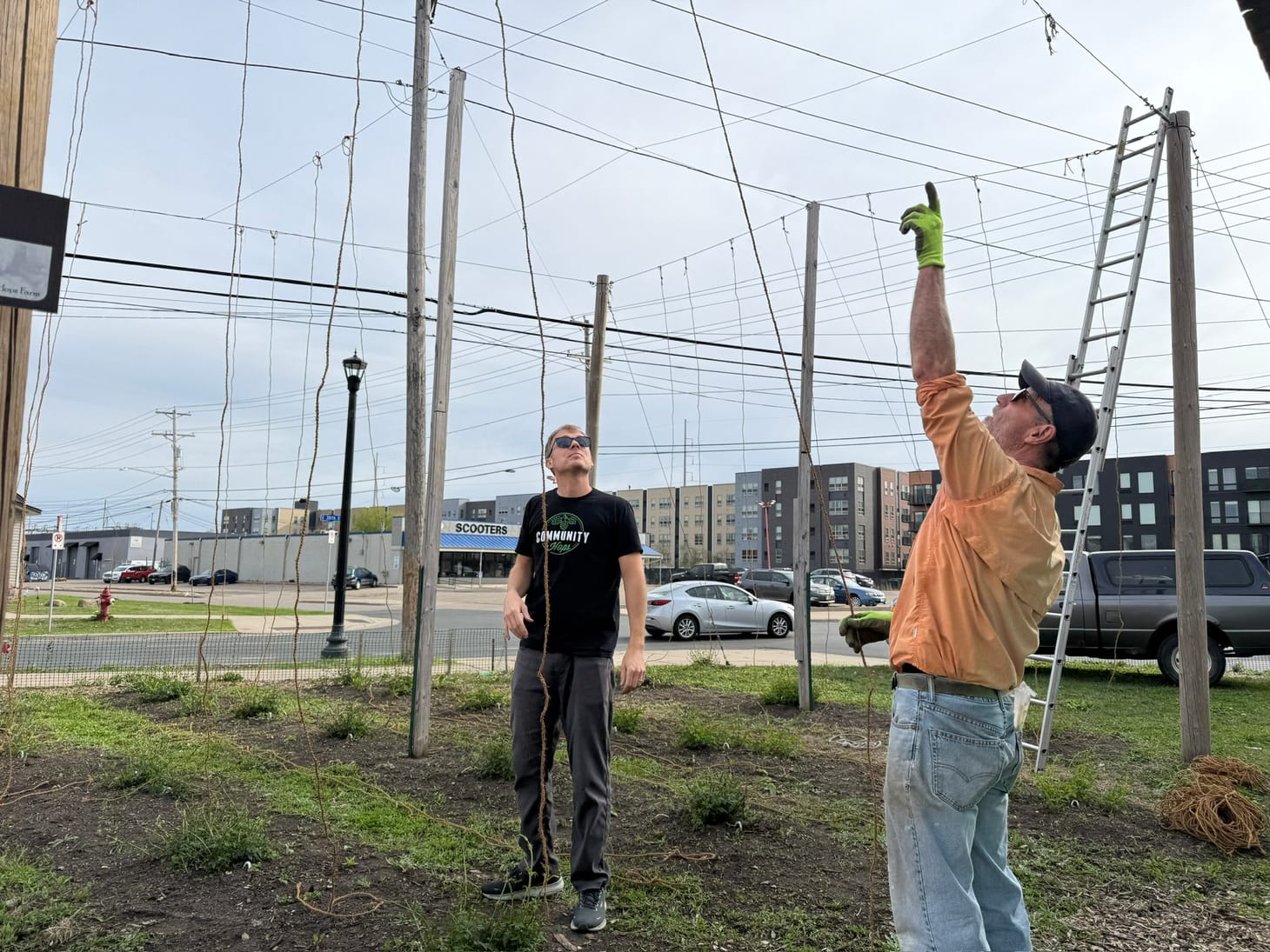 🍺 Hop growing season is underway at 38th and Cheatham