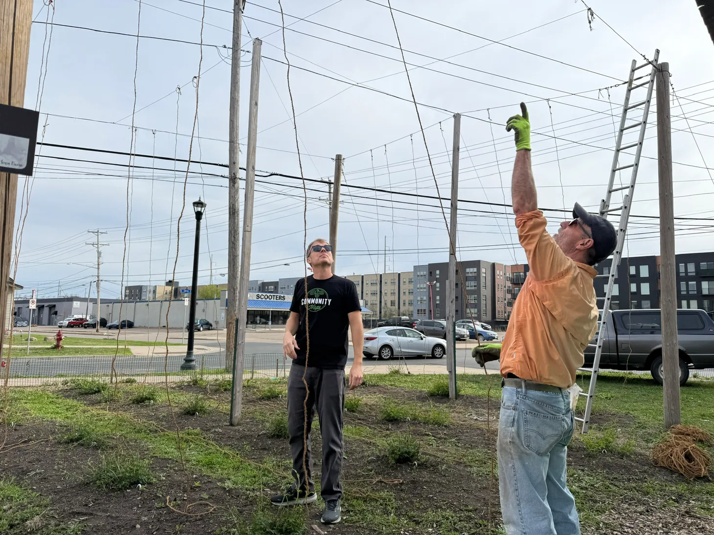 🍺 Hop growing season is underway at 38th and Cheatham