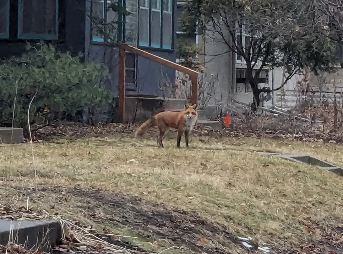 🦊 Getting to know the Longfellow foxes